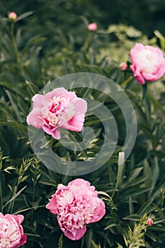 Blooming rose peonies on branches on the background of green leaves. Soft focus, film effect, author processing.