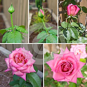 Blooming Rose Sequence