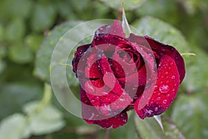 Blooming rose with water droplets