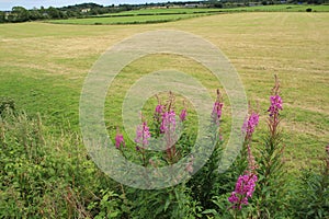 Blooming Rosebay Willowherb at the countryside in Stirling in the summer.