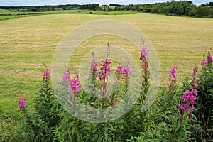 Blooming Rosebay Willowherb at the countryside in Stirling in the summer.