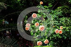 Blooming rosebuds in the spring green garden.