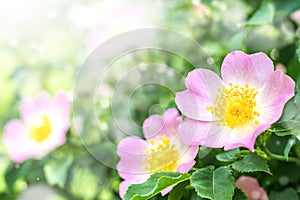 Blooming rosehip bush. Beautiful pink flowers in the summer forest