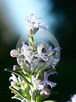 Blooming rosemary