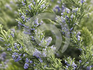 Blooming rosemary herb growing in a garden.