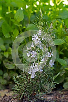 Blooming Rosemary - lat. Rosmarinus officinalis photo
