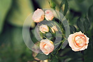 Blooming roses bunched together. Aged photo