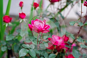 Blooming roses double flower in cherry-red color and dark green foliage shrub at front yard garden in Dallas, Texas, America