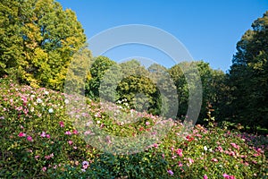 Blooming roses at Luitpold park hill, munich