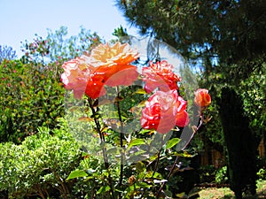 Blooming Roses, Pomona Valley Gardens, Pomona, California