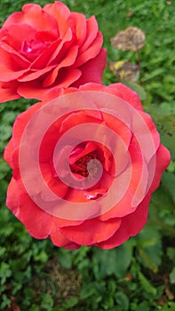 Blooming roses ready for pollination