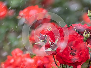 blooming roses of red color close-up in the rain