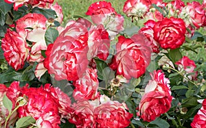 blooming roses in red and white close-up on a summer sunny day