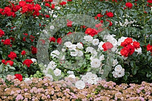 blooming roses of red and white color close-up