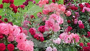 blooming roses on a summer sunny day