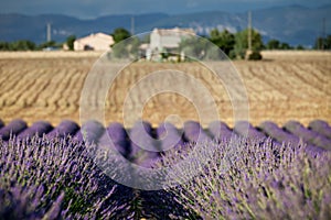 Blooming rows of lavender, Provence, France