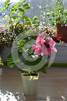 A blooming royal geranium seedling illuminated by the sun against the background of a box with balcony plants.