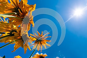 Blooming rudbeckia flowers in the garden against a blue sky