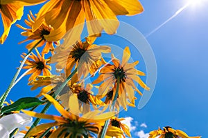 Blooming rudbeckia flowers in the garden against a blue sky