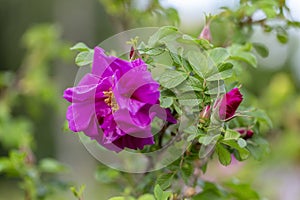 Blooming Rugosa Rose Rosa rugosa in a beautiful evening light.