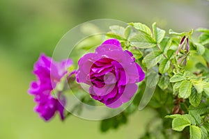 Blooming Rugosa Rose Rosa rugosa in a beautiful evening light.