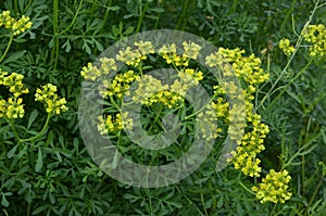 Blooming ruta graveolens in garden photo