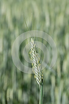 Blooming rye (Secale cereale).