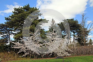 Blooming Sacura Trees