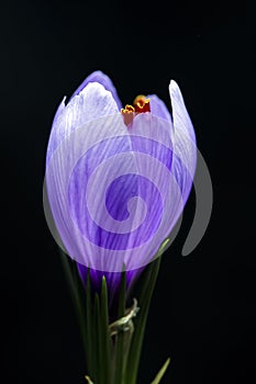 Blooming Saffron crocus flower Crocus sativus herbal