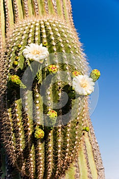 Blooming Saguaro Cactus Close Up