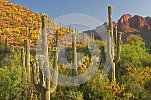 Blooming Saguaros. photo