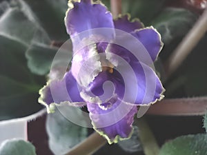Blooming Saintpaulia of incredible beauty, blue-purple