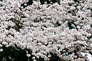 Blooming sakura