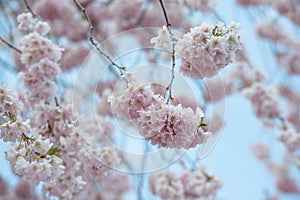 Blooming sakura in Berlin on the blue background
