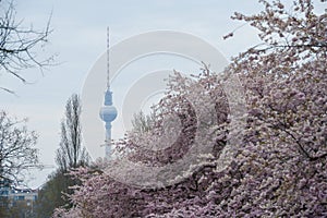 Blooming sakura in Berlin, Mauer Park