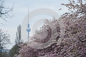 Blooming sakura in Berlin, Mauer Park photo