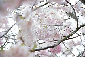 Blooming sakura in Berlin on white background