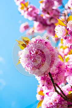 Blooming sakura blossoms flowers close up with blue sky on nature background. Sakura Festival. Blossom tree sakura over