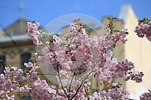 Blooming sakura on blurred city background