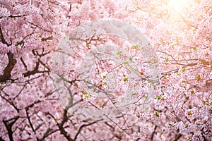 Blooming sakura cherry blossom close up