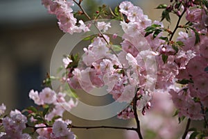 Blooming sakura close-up. Background photo
