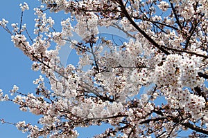 Blooming Sakura flower on tree.