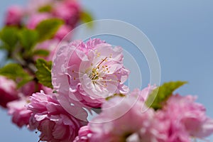 Blooming sakura flowers