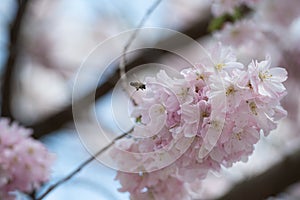 Blooming sakura flowers in Berlin