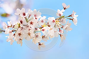 Blooming sakura flowers. Branches of blossoming cherry against background of blue sky. Spring background