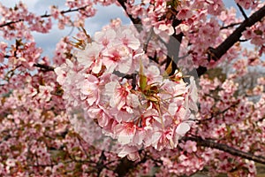 Blooming sakura or shidari ume flowers during spring season