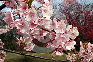 Blooming sakura or shidari ume flowers during spring season