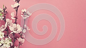 Blooming sakura, spring flowers on pink background with copy spa