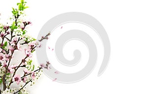 Blooming sakura, spring flowers on white background