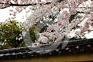 The blooming sakura in To-ji